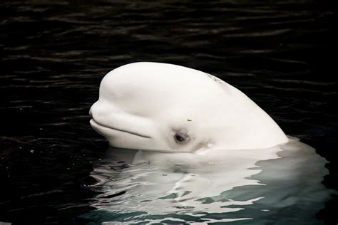 White is a fair-skinned, blond middle-aged woman with glasses. . Beluga wiki